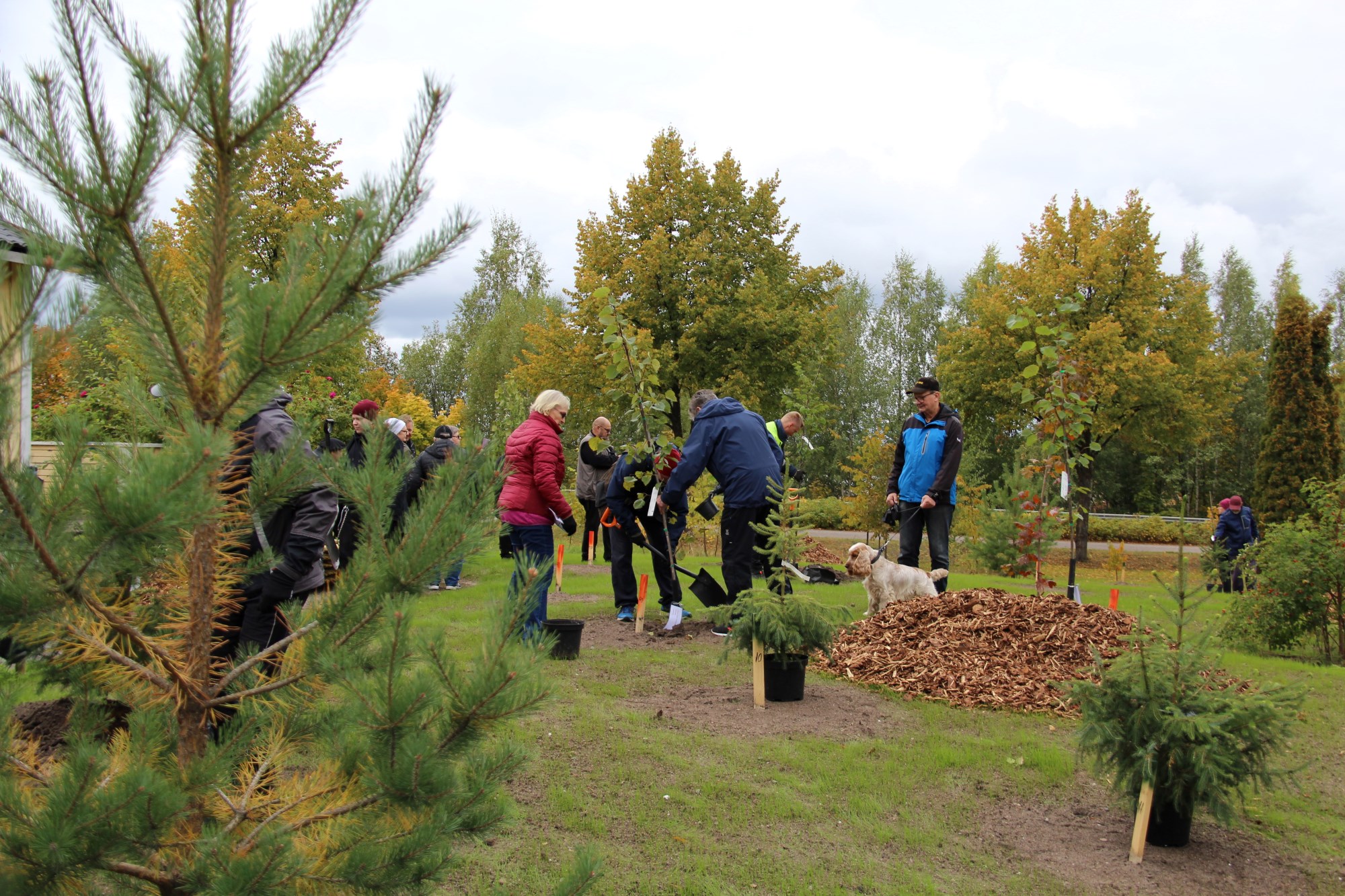 People planting trees on a cloudy day.